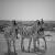 Zebre - Etosha National Park, Namibia